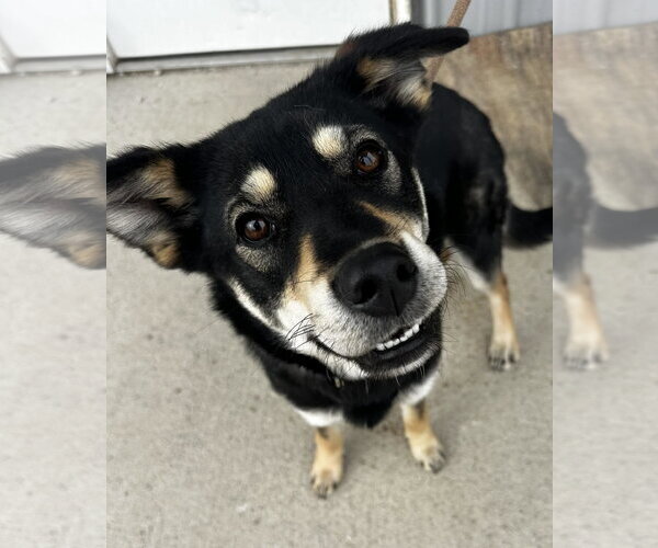 Medium Photo #4 Labsky Puppy For Sale in Evansville, IN, USA