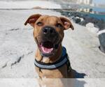 Small #2 Black Mouth Cur