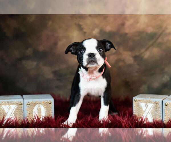 Medium Photo #1 Boston Terrier Puppy For Sale in WARSAW, IN, USA