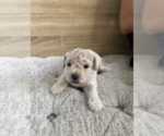 Small #4 Bichpoo