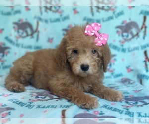 Goldendoodle (Miniature) Puppy for sale in LAKELAND, FL, USA