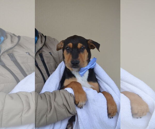 Medium Photo #1 Mutt Puppy For Sale in McKinney, TX, USA