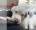 Puppy Chestnut Belton Llewellin Setter