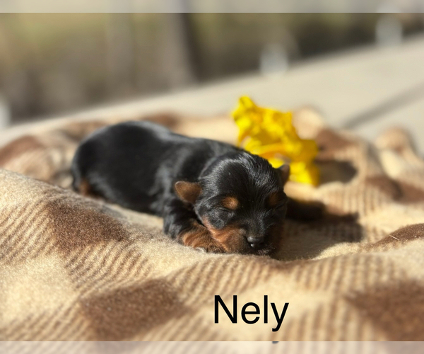 Medium Photo #3 Yorkshire Terrier Puppy For Sale in HILLSBORO, TX, USA