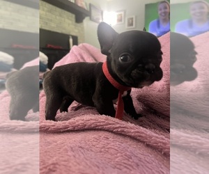 French Bulldog Puppy for sale in PETAL, MS, USA