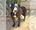Small #7 Labrador Retriever Mix