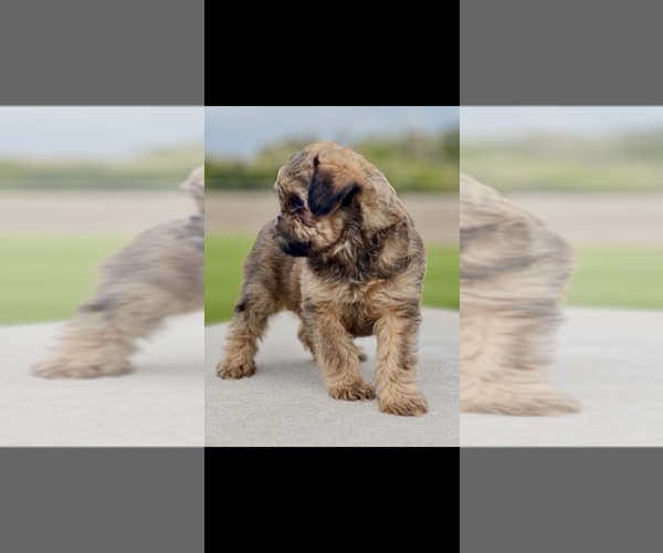 Medium Photo #4 Brussels Griffon Puppy For Sale in NILES, MI, USA