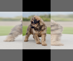 Small #3 Brussels Griffon