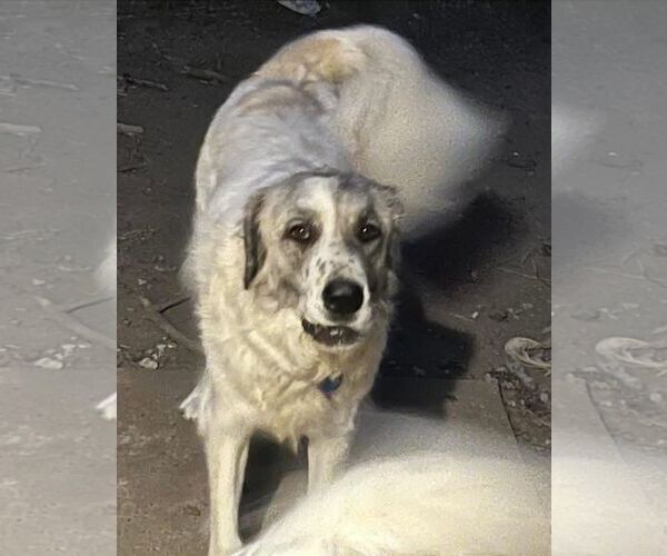 Medium Photo #2 Great Pyrenees Puppy For Sale in Dallas, TX, USA