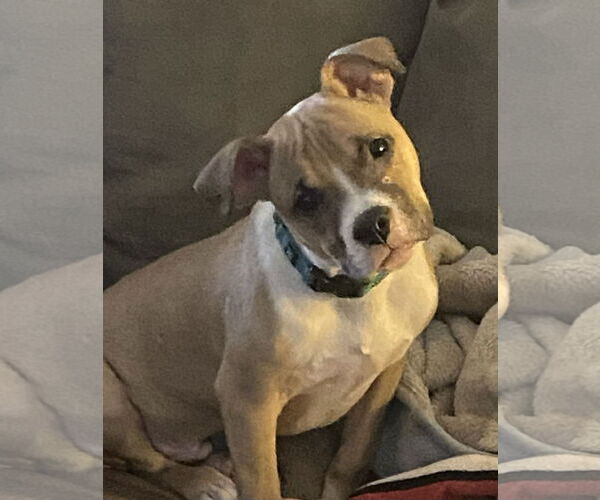 Medium Photo #2 Mutt Puppy For Sale in Strongsville, OH, USA