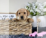 Small #4 Labradoodle
