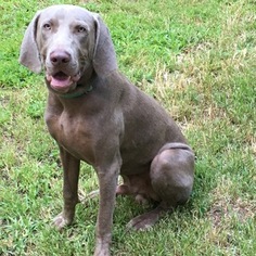 Father of the Weimaraner puppies born on 08/13/2017