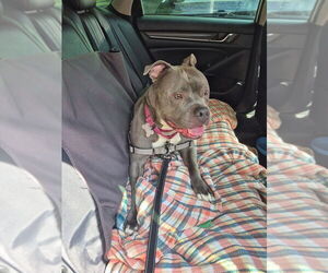 Harley - Female Mutt Dog for Adoption - Photo #24