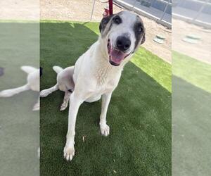 Labrador Retriever-Unknown Mix Dogs for adoption in San Bernardino, CA, USA