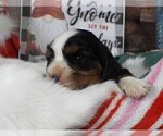 Small #11 Cavalier King Charles Spaniel