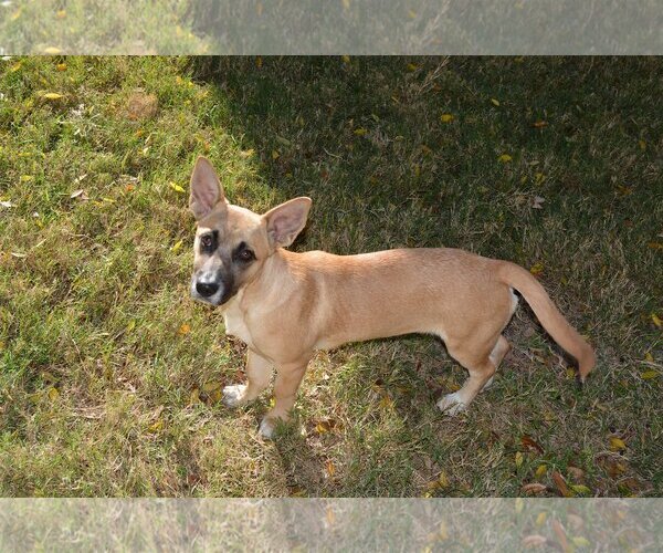 Medium Photo #13 Basset Hound-Unknown Mix Puppy For Sale in Coppell, TX, USA