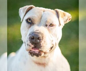 American Pit Bull Terrier-Chinese Shar-Pei Mix Dogs for adoption in Camarillo, CA, USA