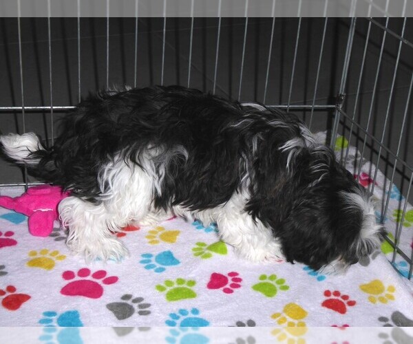 Medium Photo #8 Mal-Shi Puppy For Sale in ORO VALLEY, AZ, USA
