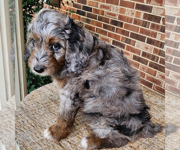Medium Photo #7 F2 Aussiedoodle Puppy For Sale in COLUMBIA, TN, USA