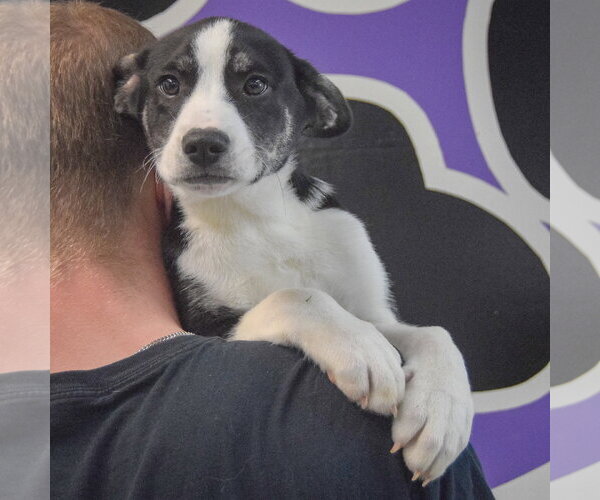 Medium Photo #5 Shollie Puppy For Sale in Huntley, IL, USA