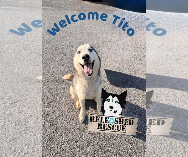 Medium Photo #1 Siberian Husky Puppy For Sale in Cumming, GA, USA