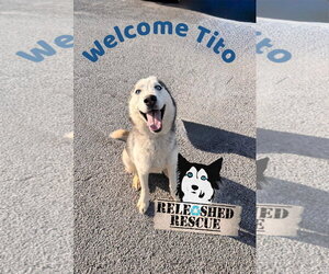 Siberian Husky Dogs for adoption in Cumming, GA, USA