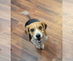 Small #6 Beagle