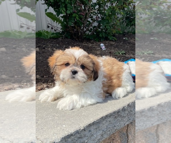 Medium Photo #3 Shih Tzu Puppy For Sale in CANOGA, NY, USA