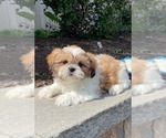 Small #2 Shih Tzu