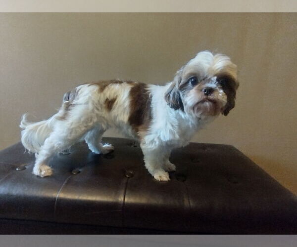 Medium Photo #2 Shih Tzu Puppy For Sale in Fenton, MO, USA