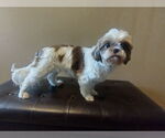Small #1 Shih Tzu