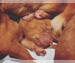 Small #3 Vizsla