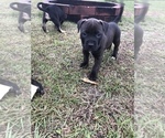 Small Photo #1 American Pit Bull Terrier Puppy For Sale in CALLAWAY, FL, USA