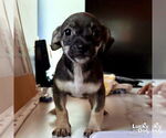Small #1 Chihuahua Mix
