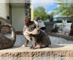 Small Photo #15 French Bulldog Puppy For Sale in WEST ORANGE, NJ, USA