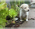 Small #7 Huskies -Labrador Retriever Mix