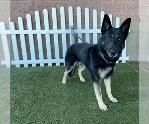 German Shepherd Dog Dogs for adoption in Modesto, CA, USA