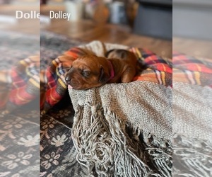 Medium Rhodesian Ridgeback