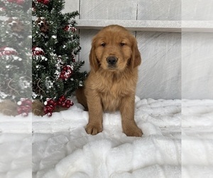 Golden Retriever Puppy for sale in FREDERICKSBURG, OH, USA