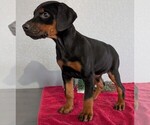Small #8 Doberman Pinscher