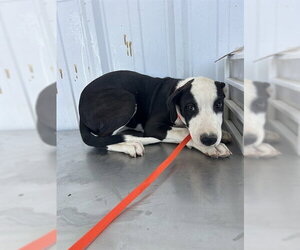 Mutt Dogs for adoption in Bakersfield, CA, USA