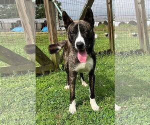 Akita-Border Collie Mix Dogs for adoption in Newfoundland, PA, USA