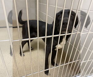 Labrador Retriever Dogs for adoption in Virginia Beach, VA, USA