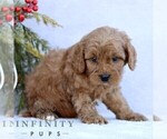 Small #4 Goldendoodle (Miniature)