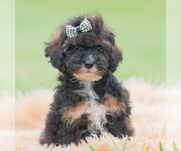 Medium Photo #3 Poodle (Miniature) Puppy For Sale in WARSAW, IN, USA