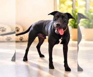 Max- In Foster - Male Labrador Retriever-Unknown Mix Dog for Adoption - Photo #3