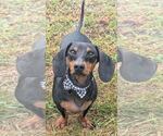 Small #3 Dachshund