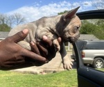 Small Photo #3 French Bulldog Puppy For Sale in NORTH LITTLE ROCK, AR, USA