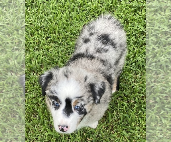 Medium Photo #1 Australian Shepherd Puppy For Sale in MARIETTA, OH, USA