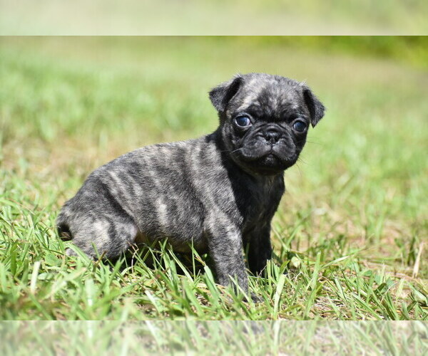 Medium Photo #1 Pug Puppy For Sale in PALM COAST, FL, USA